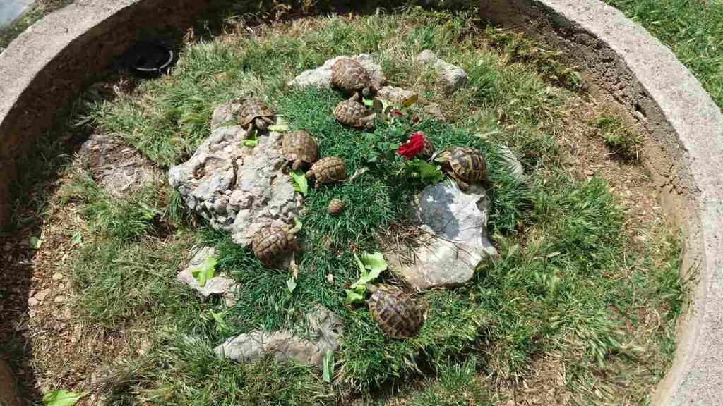 Hotel Agrotourism Galic Krka Drinovci Zewnętrze zdjęcie